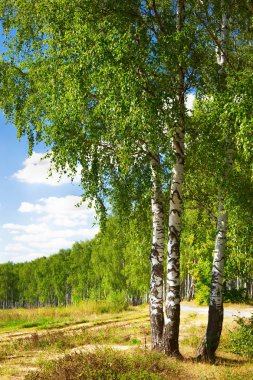 Yaz aylarında güneşli huş ağacı orman