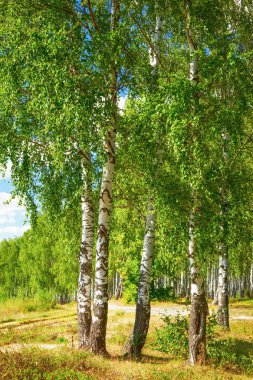 Yaz aylarında güneşli huş ağacı orman