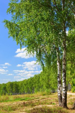 Yaz aylarında güneşli huş ağacı orman