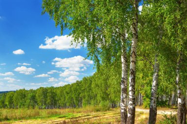 Yaz aylarında güneşli huş ağacı orman