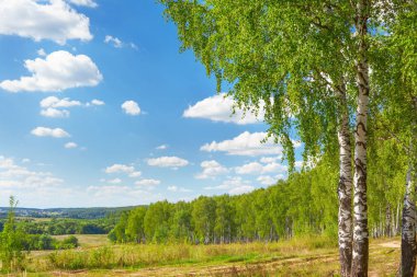 Yaz aylarında güneşli huş ağacı orman