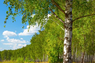 Yaz aylarında güneşli huş ağacı orman