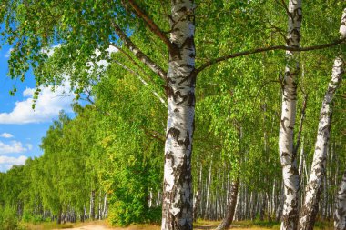 Yaz aylarında güneşli huş ağacı orman
