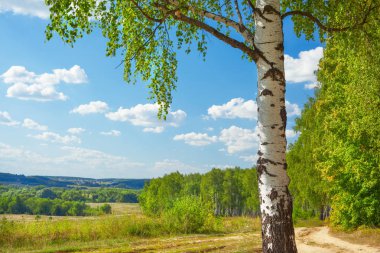 Yaz aylarında güneşli huş ağacı orman