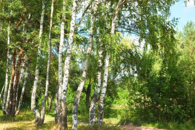 Yaz aylarında güneşli huş ağacı orman
