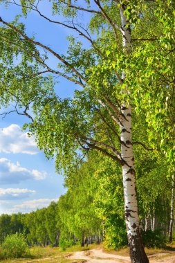 Yaz aylarında güneşli huş ağacı orman