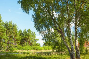 Yaz aylarında güneşli huş ağacı orman