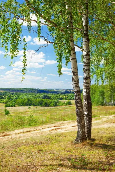 Verão na ensolarada floresta de bétula — Fotografia de Stock