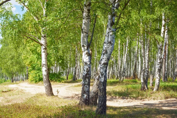 Yaz aylarında güneşli huş ağacı orman