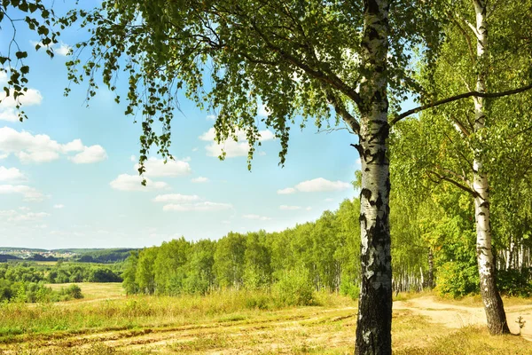 Verão na ensolarada floresta de bétula — Fotografia de Stock