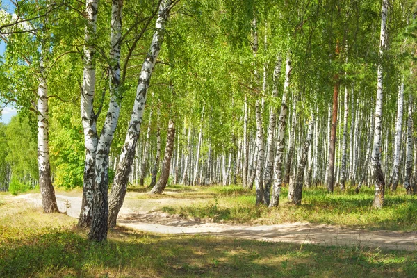 Yaz aylarında güneşli huş ağacı orman