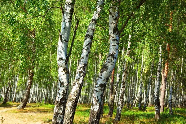 Verão na ensolarada floresta de bétula — Fotografia de Stock