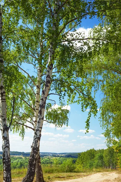 Verão na ensolarada floresta de bétula — Fotografia de Stock