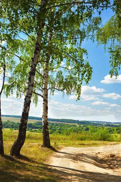 Estate nella soleggiata foresta di betulle — Foto Stock