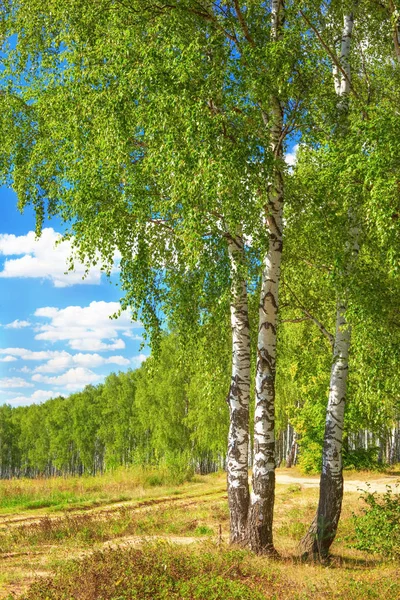 Verão na ensolarada floresta de bétula — Fotografia de Stock