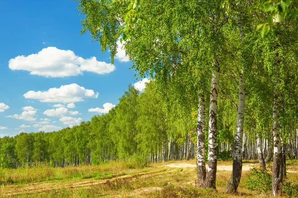 Yaz aylarında güneşli huş ağacı orman