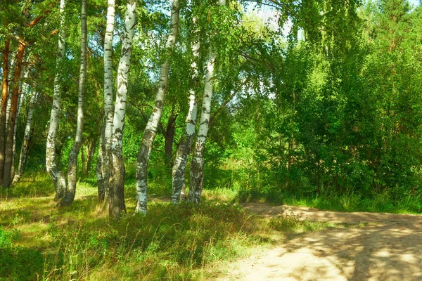 Літо в сонячному березовому лісі — стокове фото