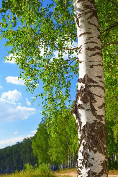 Verão na ensolarada floresta de bétula — Fotografia de Stock