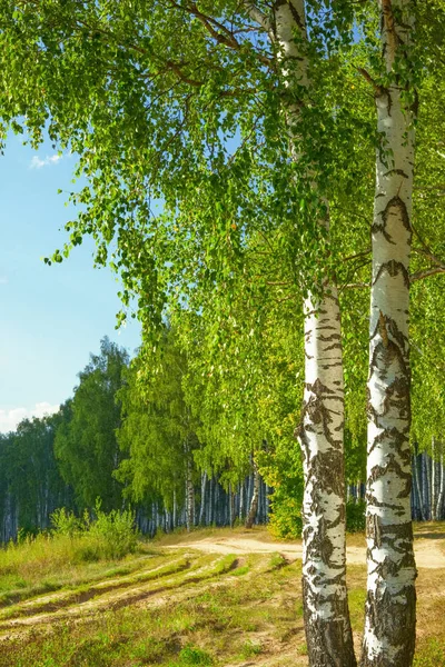 Lato w lesie brzoza słoneczny — Zdjęcie stockowe