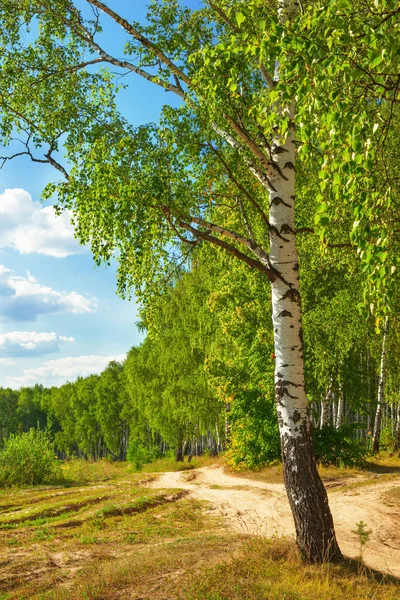 Yaz aylarında güneşli huş ağacı orman — Stok fotoğraf