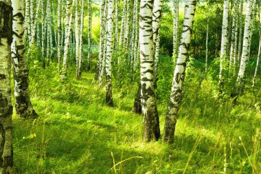 Yaz aylarında güneşli huş ağacı orman