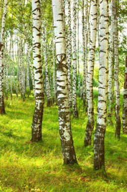 Yaz aylarında güneşli huş ağacı orman