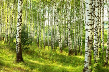Yaz aylarında güneşli huş ağacı orman