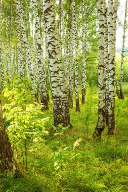 Yaz aylarında güneşli huş ağacı orman
