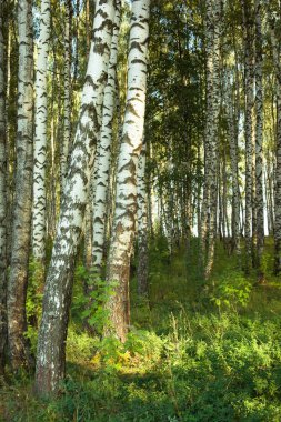 Yaz aylarında güneşli huş ağacı orman