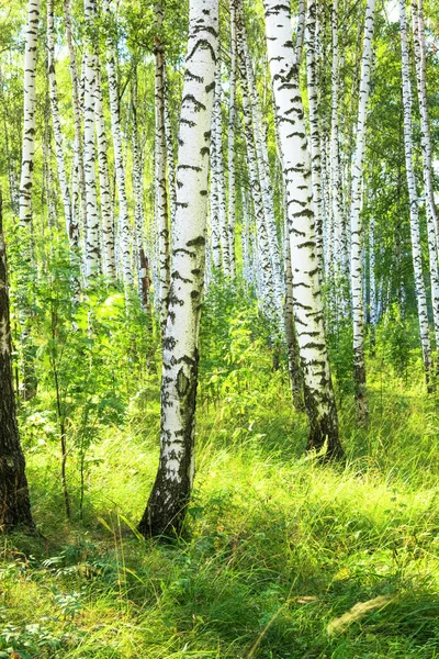 日当たりの良い白樺の森の夏 — ストック写真