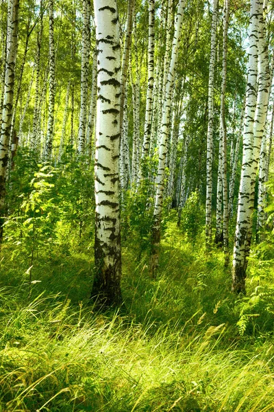 Verão na ensolarada floresta de bétula — Fotografia de Stock