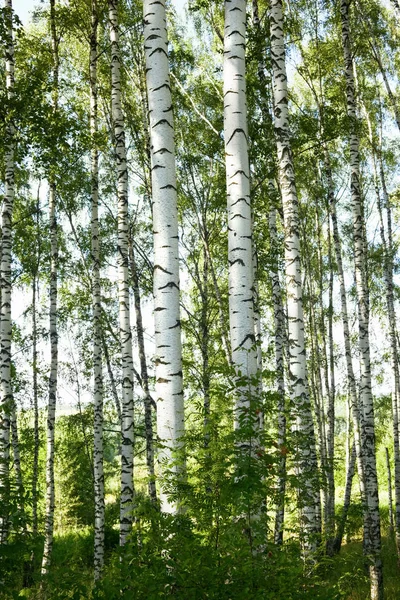 Sommer im sonnigen Birkenwald — Stockfoto