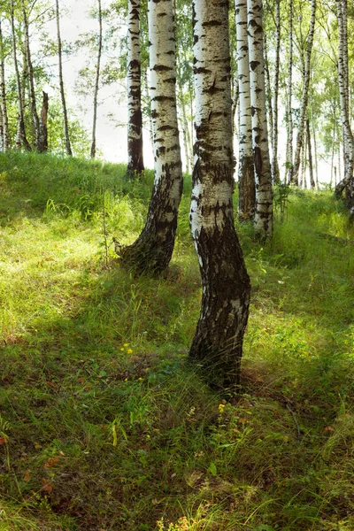 Sommer im sonnigen Birkenwald — Stockfoto