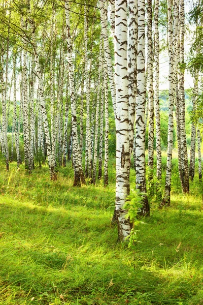 Το καλοκαίρι σε ηλιόλουστες σημύδα δάσος — Φωτογραφία Αρχείου