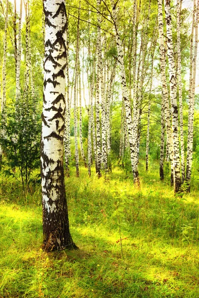 Yaz aylarında güneşli huş ağacı orman
