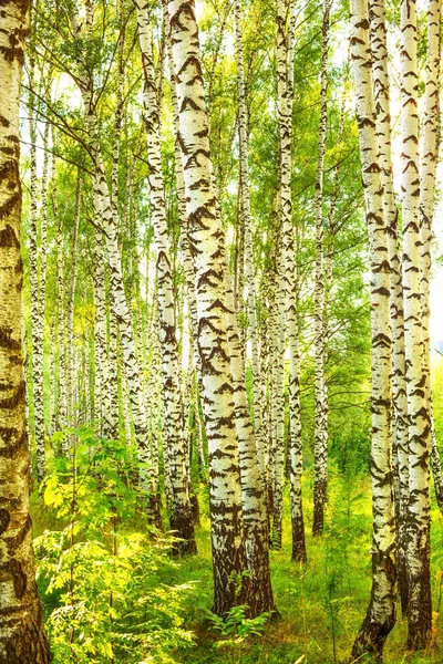 Verano en bosque de abedul soleado —  Fotos de Stock