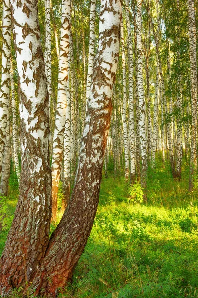 Lato w lesie brzoza słoneczny — Zdjęcie stockowe