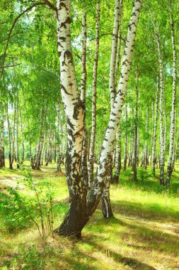 Yaz aylarında güneşli huş ağacı orman