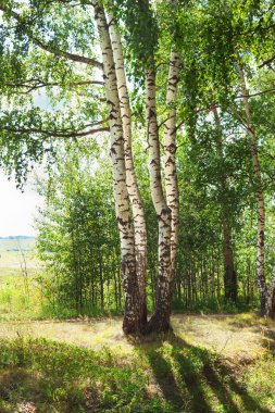 Yaz aylarında güneşli huş ağacı orman