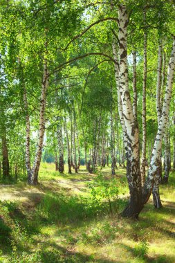 Yaz aylarında güneşli huş ağacı orman