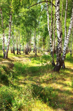 Yaz aylarında güneşli huş ağacı orman