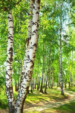 Yaz aylarında güneşli huş ağacı orman