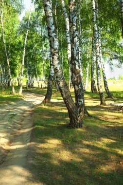 Yaz aylarında güneşli huş ağacı orman