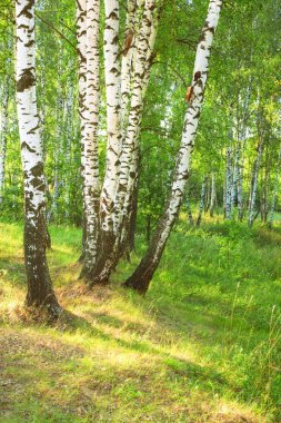 Yaz aylarında güneşli huş ağacı orman