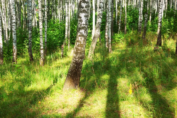 Verão na ensolarada floresta de bétula — Fotografia de Stock