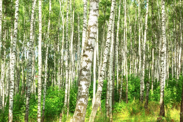 Verão na ensolarada floresta de bétula — Fotografia de Stock