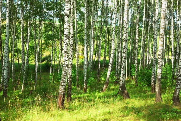 Estate nella soleggiata foresta di betulle — Foto Stock