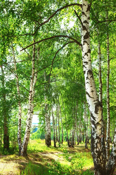 夏天在阳光明媚的白桦林 — 图库照片