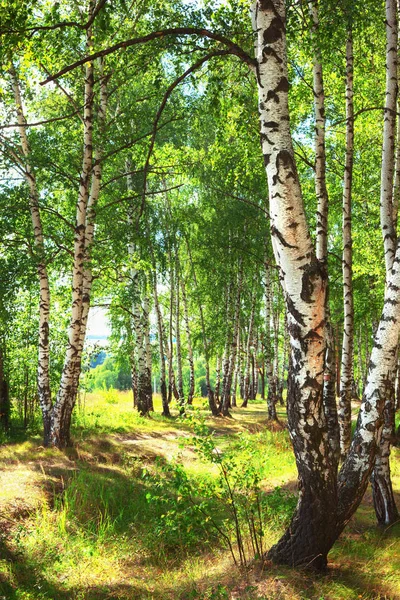 Zomer in zonnige berk bos — Stockfoto