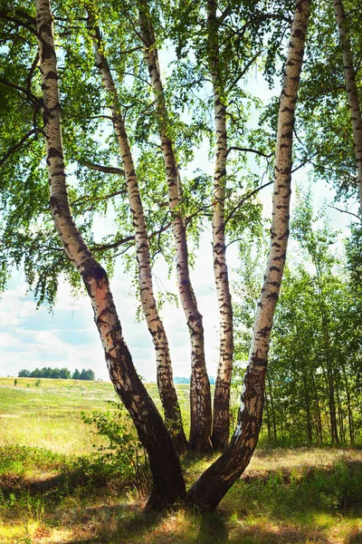 Verão na ensolarada floresta de bétula — Fotografia de Stock